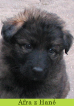 afra