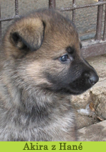 akira