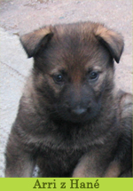 arri