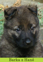 barka