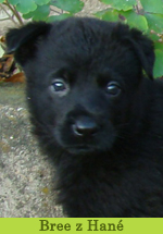 bree