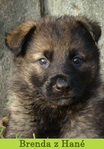 brenda