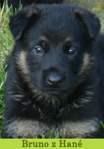 bruno