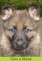 ciro