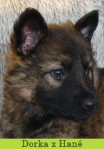 dorka