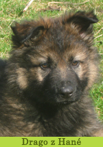 drago