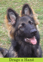 drago