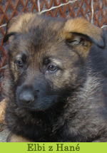 elbi