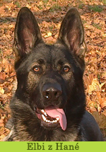 elbi