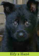 elfy