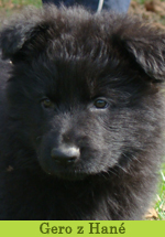 gero