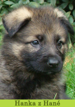 hanka