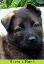 herra