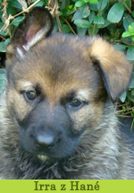irra