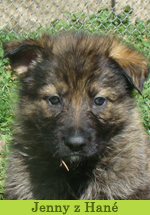 jenny