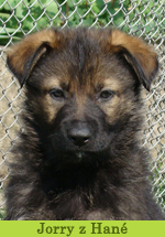 jorry