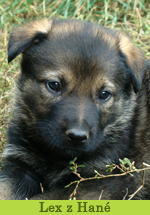 Lex z Hané