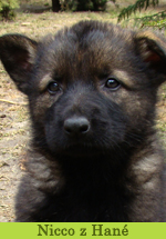 Nicco z Hané