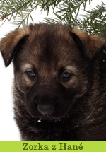 Zorka z Hané