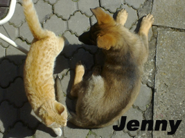 Jenny z Hané