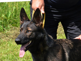 Kayra
