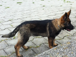 Mayla