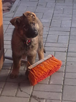 mauro
