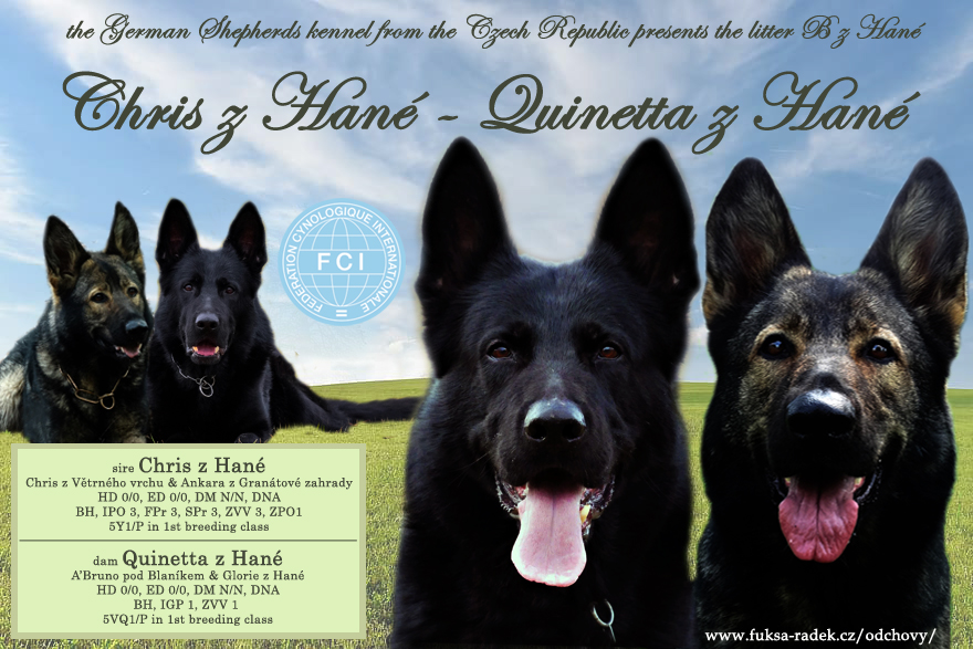 Quinetta z Hané