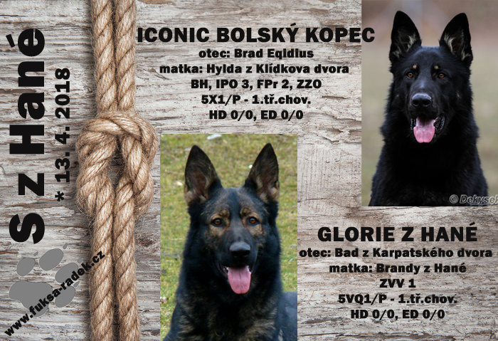 Glorie z Hané
