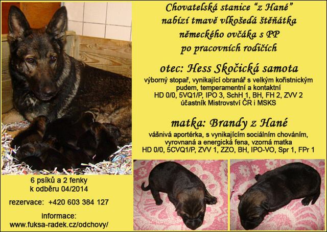 Brandy z Hané