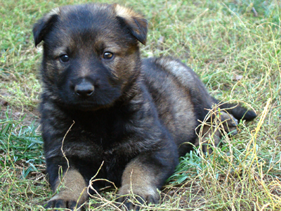 Lord z Hané